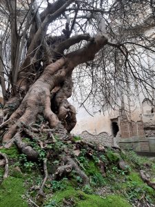 Rovine Monterano